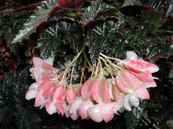 B. ‘Fanny Moser’